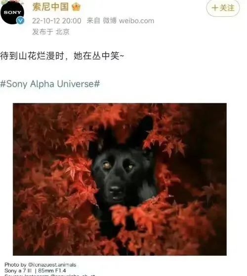 为什么外国品牌，总喜欢辱华？