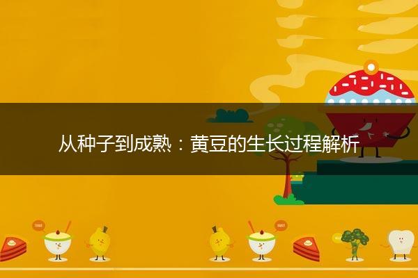 从种子到成熟：黄豆的生长过程解析
