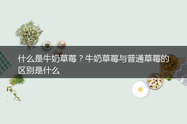 什么是牛奶草莓？牛奶草莓与普通草莓的区别是什么
