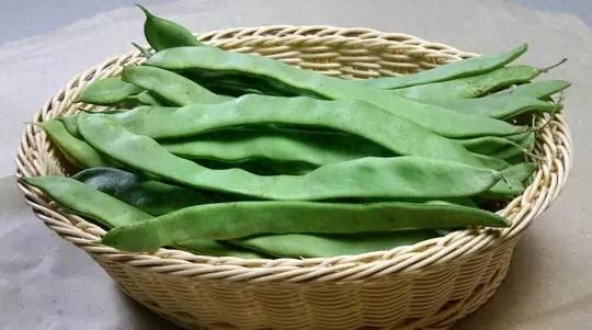 九月青豆角和油豆区别