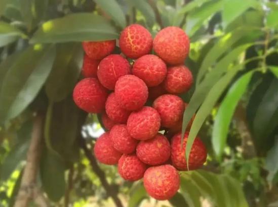 被称为“贵族”的小核荔枝品种都有哪些呢