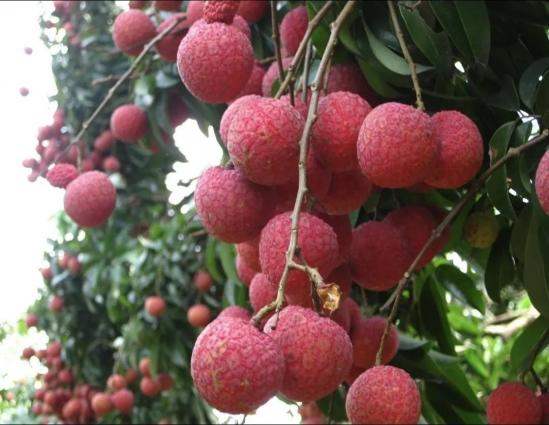 被称为“贵族”的小核荔枝品种都有哪些呢